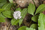 Dwarf ginseng